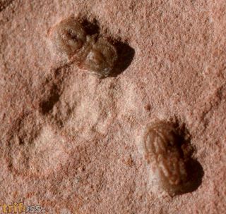 Peronopsis segmenta (ROBISON, 1964)