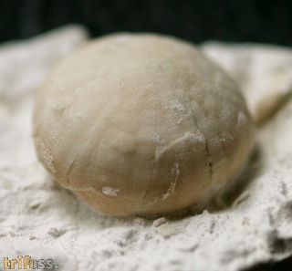 Galerites vulgaris (LESKE, 1778)