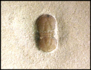 Peronopsis interstricta