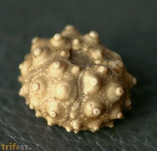 Hemitiaris stramonium (Agassiz, in Agassiz & Desor, 1847)