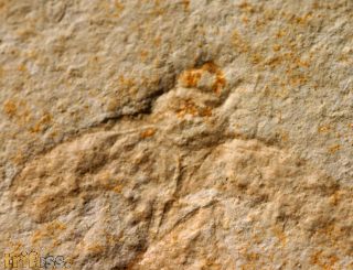 Lithoblatta lithophila GERMAR, 1839