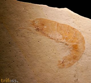 Acanthochirana angulata OPPEL, 1862