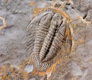 Changaspis elongata LEE, 1961