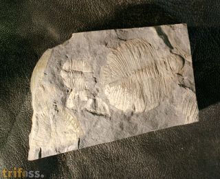 Ogygiocarella debuchii & Cnemidopyge nuda