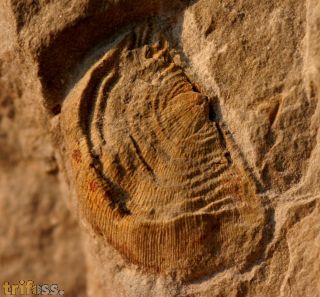 Kiaeromena cf. kjerulfi (Holtedal 1916)