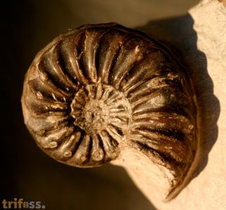 Pleuroceras spinatum (Bruguire 1789)
