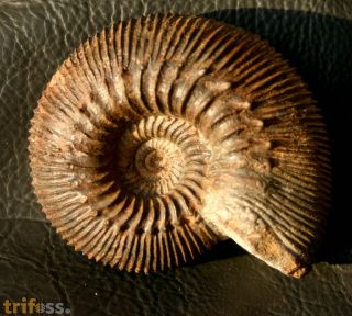 Kepplerites gowerianus (Sowerby 1827)