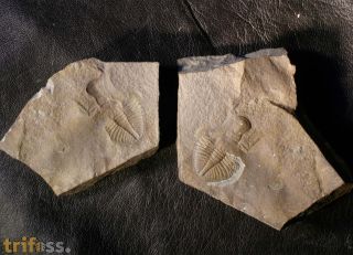 Ogyginus corndensis (MURCHISON,1839)