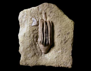 Macrocrinus mundulus