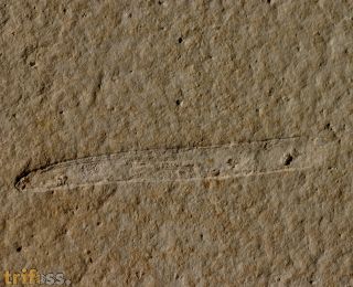 Plesioteuthis prisca (RPPEL 1829)