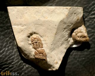 Trimerocephalus caecus (Grich, 1896)