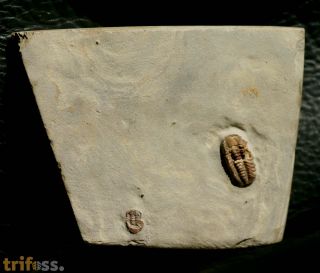 Trimerocephalus caecus (Grich, 1896)