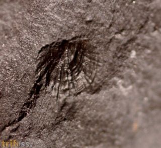 Orusia lenticularis (Wahlenberg, 1818)