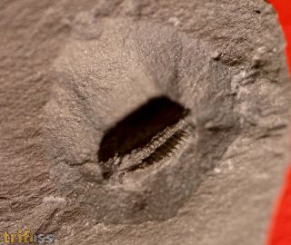 Parabolinites  williamsoni (Belt)