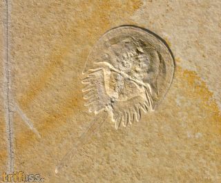Mesolimulus walchi DESMAREST 1822