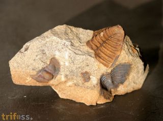 Deanaspis goldfussi (BARRANDE, 1846) & Dalmanitina socialis (BAR