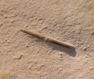 Hibolithes semisulcatus MUENSTER, 1830