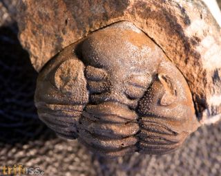 Eldredgeia venustus (WOLFART, 1968)