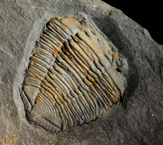 Salterocoryphe salteri (ROUAULT 1851)