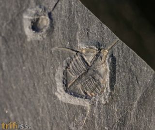 Ampyx linleyensis WHITTARD, 1955