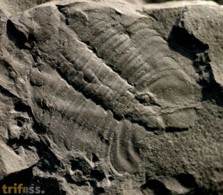 Homalopteon murchisoni (Hughes 1979)
