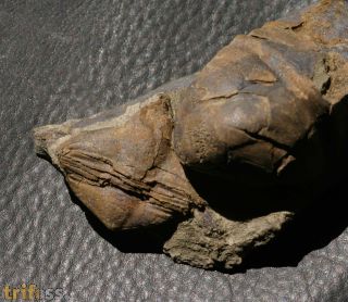 Lonchodomas drummuckensis & Sinuites subrectangularis