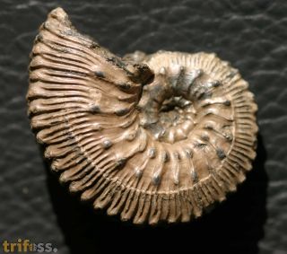 Kosmoceras (Spinikosmoceras) aculeatum (Eichwald, 1830)