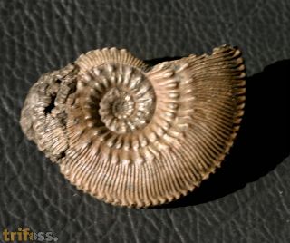 Kosmoceras (Lobokosmoceras)  proniae