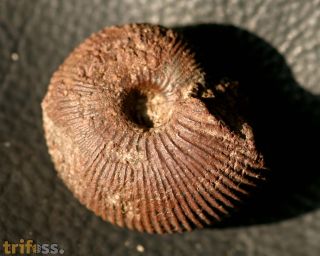 Macrocephalites macrocephalus (Schlotheim, 1813)