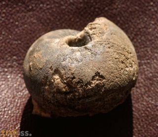 Maeneceras biferum (Phillips 1841)