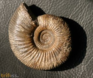 Perisphinctes sp.