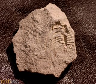 Leonaspis cf  pigra BARRANDE, 1872