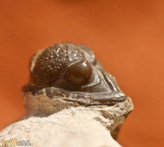 Gerastos tuberculatus marocensis  CHATTERTON et. al. 2006
