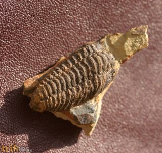 Colpocoryphe rouaulti HENRY, 1970