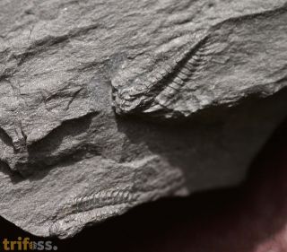 Parabolina spinulosa (Wahlenberg, 1818)