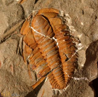 Hamatolenus (Hamatolenus) vincenti GEYER 2004