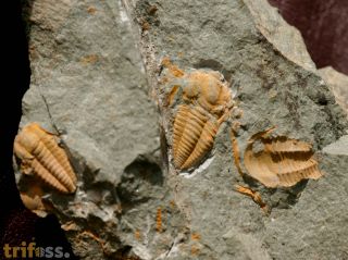 Kymataspis arenosa GEYER, 1990