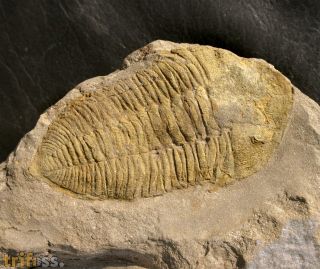 Dalmanitina socialis (BARRANDE, 1846)