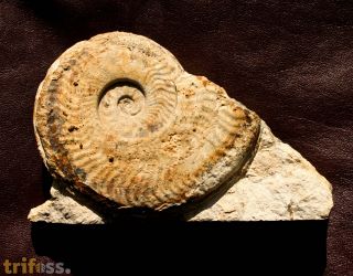Harpoceras falciferum (Sowerby 1820)