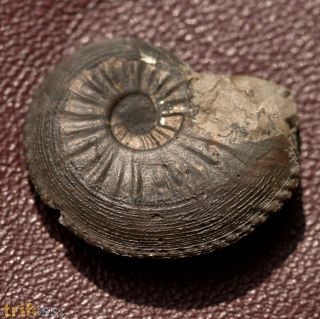 Amaltheus margaritatus MONTFORT, 1808