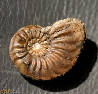 Amaltheus gibbosus (SCHLOTHEIM, 1820)