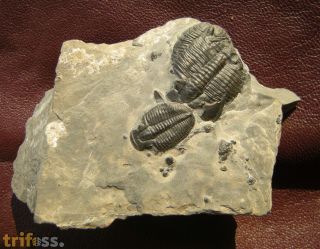 Elrathia kingii (Meek 1870)