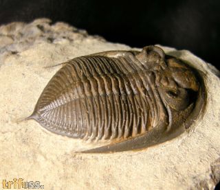 Spinodontochile tamaraka SNAJDR, 1985