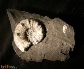 Pleuroceras salebrosum (Hyatt 1867)