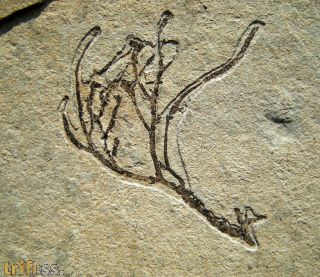 Athrotaxis lycopodioides