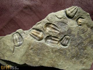 Ellipsocephalus hoffi (Schlotheim, 1823)