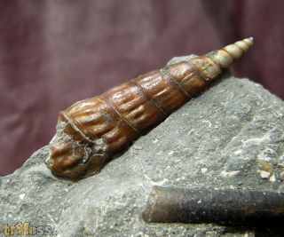 Pseudokatosira undulata (BENZ in ZIETEN, 1830)