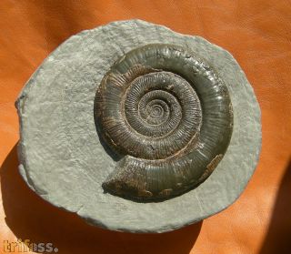 Dactylioceras tenuicostatum. (Young and Bird, 1822)