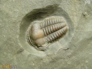 Ellipsocephalus hoffi (Schlotheim, 1823)