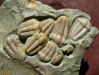 Ellipsocephalus hoffi (Schlotheim, 1823)